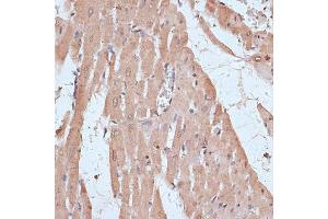 Immunohistochemistry of paraffin-embedded rat heart using NFE2L1 antibody (ABIN7268969) at dilution of 1:100 (40x lens). (NFE2L1 antibody  (AA 515-772))