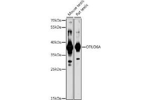 Western blot analysis of extracts of various cell lines, using OTUD6A antibody (ABIN7269122) at 1:1000 dilution.