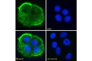 Immunofluorescence (IF) image for anti-Mucin 1 (MUC1) antibody (ABIN5668229)