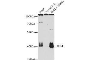 Immunoprecipitation analysis of 200 μg extracts of K-562 cells, using 3 μg Bmi1 antibody (ABIN3020690, ABIN3020691, ABIN3020692 and ABIN6213671). (BMI1 antibody  (AA 120-326))