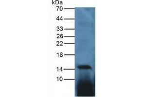 Figure. (IL-17 antibody  (AA 25-169))