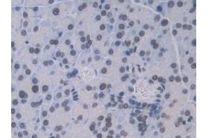 IHC-P analysis of Mouse Pancreas Tissue, with DAB staining. (CTSC antibody  (AA 231-462))