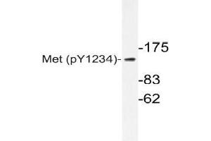 Western blot (WB) analyzes of p-Met antibody in extracts from HepG2 cells. (c-MET antibody  (pTyr1234))