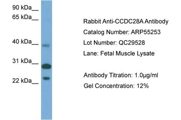 CCDC28A antibody  (Middle Region)