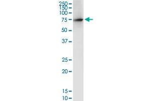 DARS2 antibody  (AA 1-645)