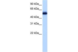 Western Blotting (WB) image for anti-Zinc finger protein 82 homolog (ZFP82) antibody (ABIN2461971)