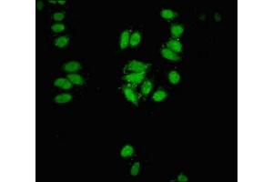 Immunofluorescent analysis of HepG2 cells using ABIN7147701 at dilution of 1:100 and Alexa Fluor 488-congugated AffiniPure Goat Anti-Rabbit IgG(H+L) (CBX3 antibody  (AA 10-122))