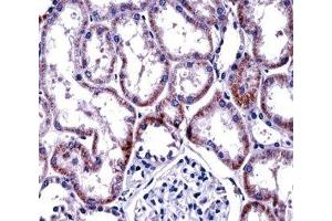 HNF4A antibody immunohistochemistry analysis in formalin fixed and paraffin embedded human kidney tissue.