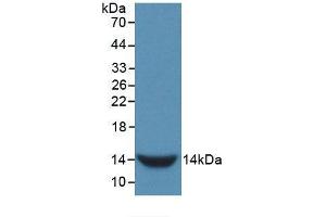 Western blot analysis of recombinant Rat GnRH. (GNRH1 antibody  (AA 25-92))