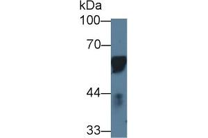 Western Blot; Sample: Porcine Lymph node; Primary Ab: 1µg/ml Rabbit Anti-Porcine CD14 Antibody Second Ab: 0. (CD14 antibody  (AA 21-373))