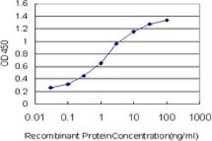 Detection limit for recombinant GST tagged HSPB8 is approximately 0. (HSPB8 antibody  (AA 97-196))