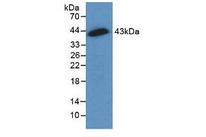 Figure. (Connexin 43/GJA1 antibody  (AA 180-382))