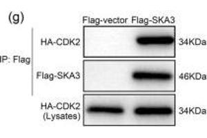 SKA3 inhibited the interaction between CDK2 and p53.