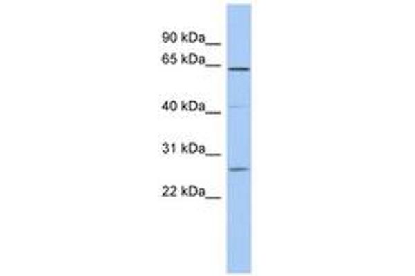 FAM71B antibody  (AA 431-480)