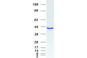 Western Blotting (WB) image for Mitogen-Activated Protein Kinase Kinase 1 (MAP2K1) protein (Myc-DYKDDDDK Tag) (ABIN2712318)
