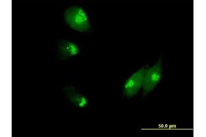Immunofluorescence of purified MaxPab antibody to NUCB1 on HeLa cell. (Nucleobindin 1 antibody  (AA 1-461))