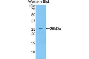 Western Blotting (WB) image for anti-Cathepsin S (CTSS) (AA 115-331) antibody (ABIN1858558) (Cathepsin S antibody  (AA 115-331))