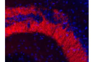 Indirect immunohistochemistry of a mouse hippocampus section (dilution 1 : 100; red). (Slc30a3 antibody  (AA 2-75))