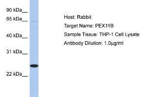 Host:  Rabbit  Target Name:  PEX11B  Sample Type:  THP-1 Whole Cell lysates  Antibody Dilution:  1. (PEX11B antibody  (N-Term))