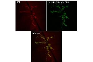 Immunofluorescence (IF) image for anti-Red Fluorescent Protein (RFP) antibody (DyLight 488) (ABIN7273108) (RFP antibody  (DyLight 488))