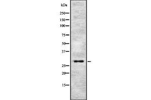 Western blot analysis of APOD using NIH-3T3 whole  lysates. (Apolipoprotein D antibody  (Internal Region))