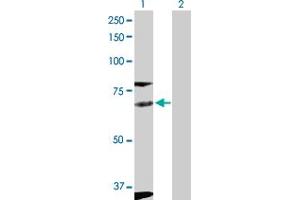 Western Blot analysis of FYN expression in transfected 293T cell line by FYN MaxPab polyclonal antibody.