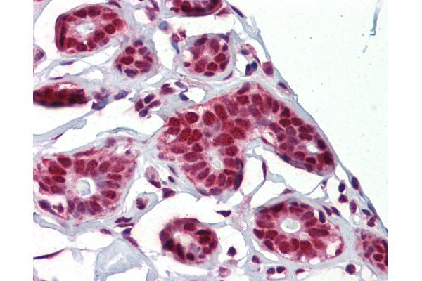 NKRF antibody  (C-Term)