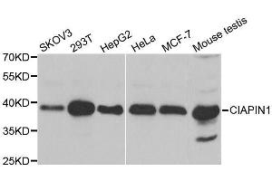 Western blot analysis of extracts of various cell lines, using CIAPIN1 antibody. (CIAPIN1 antibody  (AA 1-312))