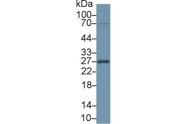 APOA1 Antikörper  (AA 25-264)