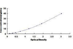 Cathepsin L1 (CTSL1) ELISA Kit