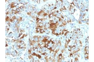 Formalin-fixed, paraffin-embedded human adrenal gland stained with Chromogranin A antibody (CHGA/765) (Chromogranin A antibody)
