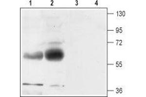 Western blot analysis of rat (lanes 1 and 3) and mouse (lanes 2 and 4) brain membranes: - 1,2. (SLC1A3 antibody  (2nd Extracellular Loop))