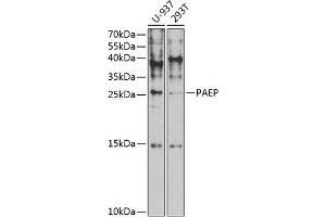 Western blot analysis of extracts of various cell lines, using PAEP antibody (ABIN6130606, ABIN6145168, ABIN6145170 and ABIN6221423) at 1:1000 dilution.