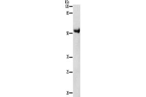 Western Blotting (WB) image for anti-Dopamine Receptor D4 (DRD4) antibody (ABIN2425757) (DRD4 antibody)