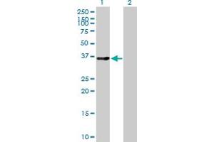 Western Blot analysis of LMOD1 expression in transfected 293T cell line by LMOD1 MaxPab polyclonal antibody.