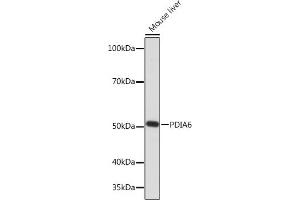 Western blot analysis of extracts of Mouse liver, using PDI Rabbit mAb (ABIN7269615) at 1:1000 dilution. (PDIA6 antibody)