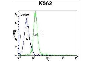 KCNH2 Antibody (Center) (ABIN652759 and ABIN2842499) flow cytometric analysis of K562 cells (right histogram) compared to a negative control ( Rabbit IgG Isotype Control) (left histogram). (KCNH2 antibody  (AA 861-888))