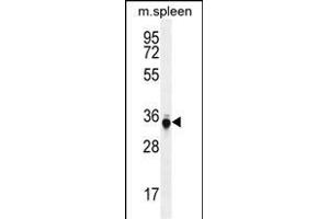 TP53INP1 Antibody (C-term) (ABIN655833 and ABIN2845249) western blot analysis in mouse spleen tissue lysates (35 μg/lane).