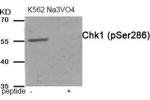 Western blot analysis of extracts from K562 cells treated with Na3VO4 using Chk1 (Phospho-Ser286) antibody. (CHEK1 antibody  (pSer286))