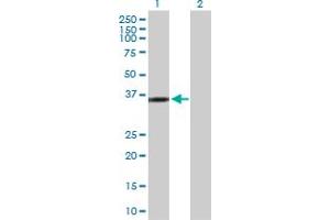 Western Blot analysis of KIF6 expression in transfected 293T cell line by KIF6 MaxPab polyclonal antibody. (KIF6 antibody  (AA 1-293))