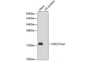 Western blot analysis of extracts of various cell lines using MonoMethyl-Histone H3-K27 Polyclonal Antibody. (Histone 3 antibody  (meLys27))