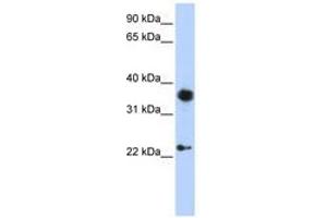 Image no. 1 for anti-Engrailed Homeobox 1 (EN1) (AA 252-301) antibody (ABIN6741515)