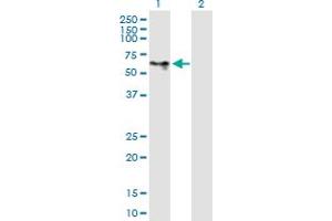 Western Blot analysis of DOK1 expression in transfected 293T cell line by DOK1 MaxPab polyclonal antibody.