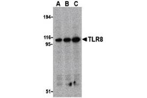 Western Blotting (WB) image for anti-Toll-Like Receptor 8 (TLR8) (Middle Region) antibody (ABIN1031132) (TLR8 antibody  (Middle Region))
