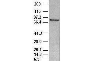 Image no. 1 for anti-Signal Transducer and Activator of Transcription 4 (STAT4) (AA 633-652) antibody (ABIN1491621) (STAT4 antibody  (AA 633-652))