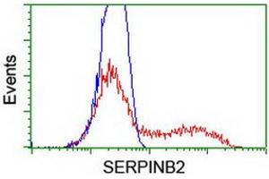 HEK293T cells transfected with either RC203139 overexpress plasmid (Red) or empty vector control plasmid (Blue) were immunostained by anti-SERPINB2 antibody (ABIN2455403), and then analyzed by flow cytometry. (SERPINB2 antibody)
