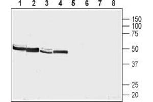 NMUR2 antibody  (Extracellular, N-Term)