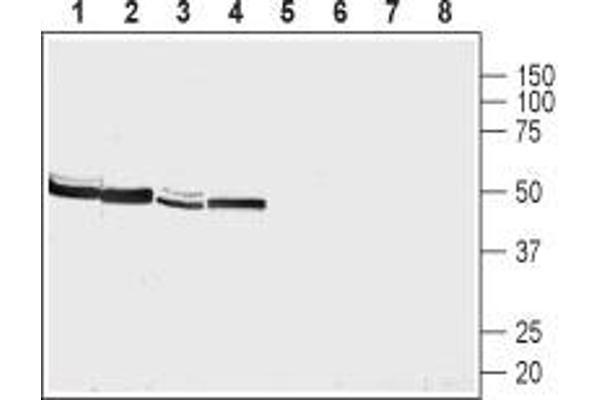 NMUR2 antibody  (Extracellular, N-Term)