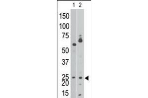 Antibody is used in Western blot to detect NIP3 BH3 in Ramos cell lysate (lane 1) and in mouse brain tissue lysate (lane 2).