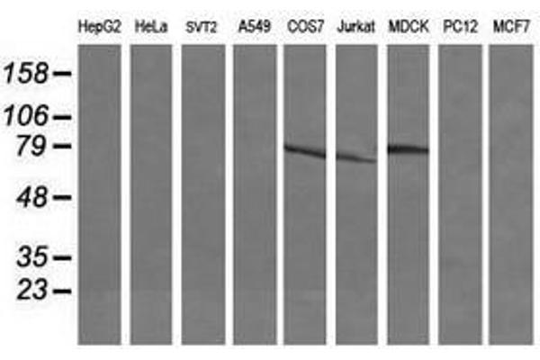 DEF6 antibody